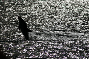 Delphin © Christian Weninger