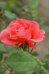 pink rose on green background, macro