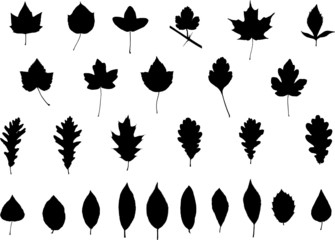 silhouettes feuilles