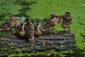 Duck family