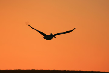 Fliegender Pelikan im Abendlicht Australien_07_1356