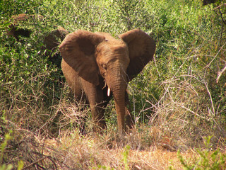 Naklejka na ściany i meble Elephant in Kruger Park, RSA