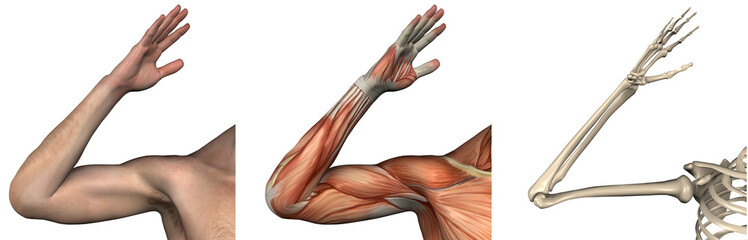 Anatomical Overlays - right arm - 3D render