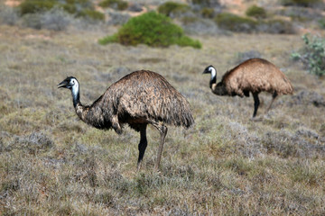 Emus bei der Futtersuche Australien_ 07_1634
