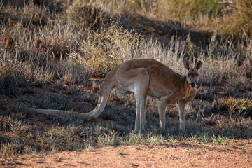 Känguru im Abendlicht Australien_07_1637