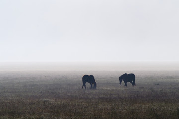 prateria