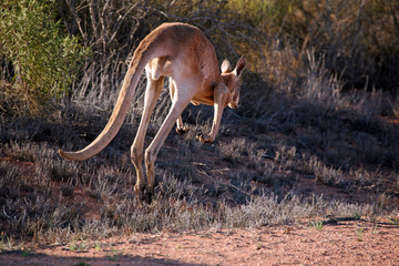 Flüchtendes Känguru Australien_07_1639