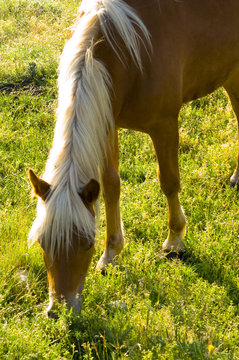 cavallo