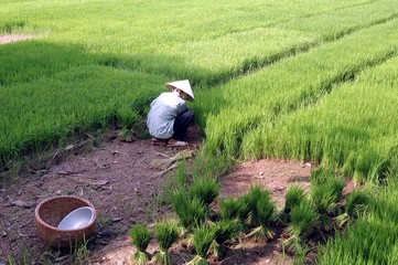 Rizière (Vietnam)