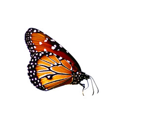 Fototapeta na wymiar Monarcha