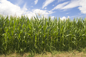 Field of corn on the blue sky