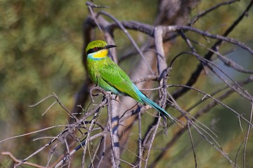 Swallow-tailed Bee-eater - R445 -Namibie