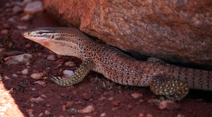 Goulds-Monitor Portrait Australien_07_1655,01