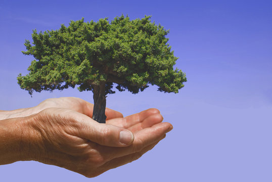 H&auml;nde mit Baum