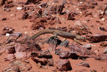 Goulds-Monitor Australien_07_1659