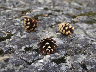 Three pine cone on a stone of a rock