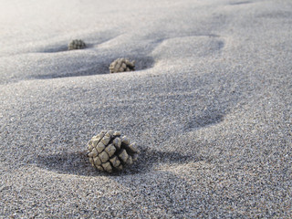 Fototapeta na wymiar Three pine cone on sand