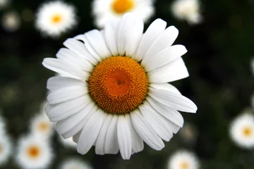 Cercles muraux Marguerites field of daisies