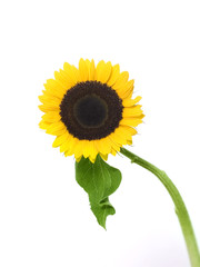 Sunflower 021