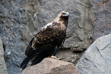 steppe eagle