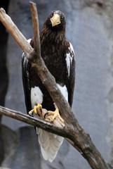 white-tailed sea eagle