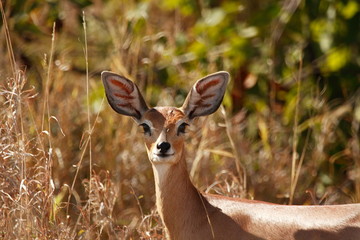 Steenbok showing 'finger pattern' ears, Kruger, South Africa