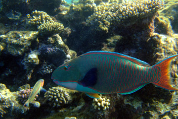 Parrot Fish