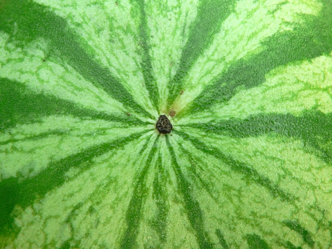 background photo of the exterior view of a watermelon
