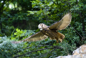 Eurrasian Eagle Owl.