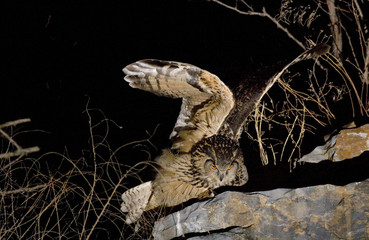 Eurrasian Eagle Owl.Eagle Owl on spring in south Korea