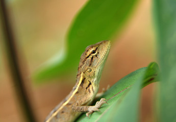 a small brown lizard in the parks