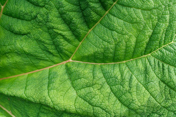 Fototapeta na wymiar background from close-up leaf