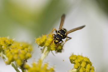 Die Wespe