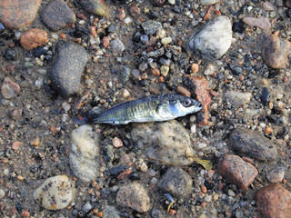 Fish on stones near water