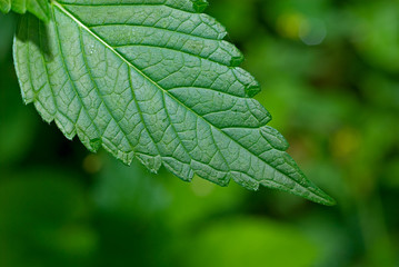 green leaf