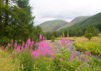 Glen Doll view with rosebay willowherb pink flowers. Scotland.