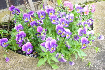 Violas