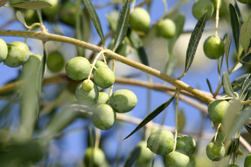 Plump Italian Olives on the tree