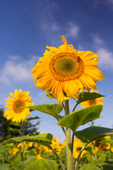 Sunflower against blue sky.