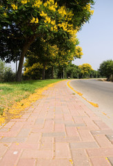 Rural street with the yellow trees