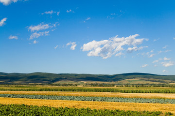 Mixed vegetables field in summer