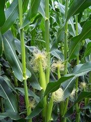 Corn