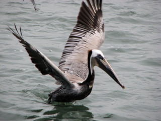 Pelican Spreading Wings