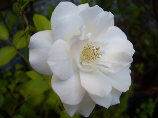 rosa blanca