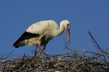 Storch