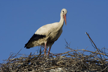 Storch
