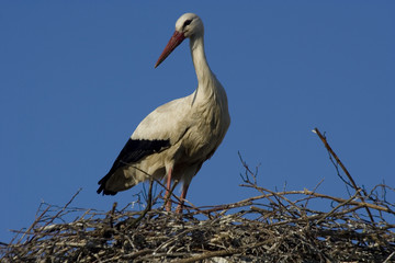 Storch
