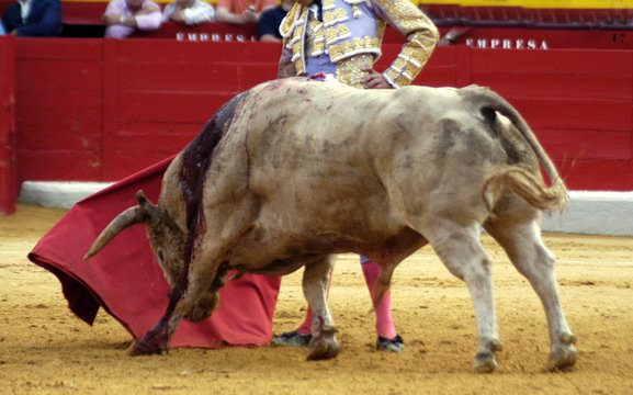 castella-04