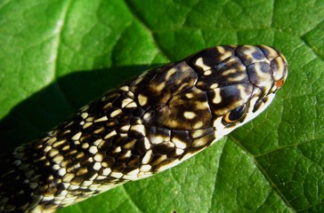 serpent 2