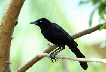 Blackbird on a guava tree branch.